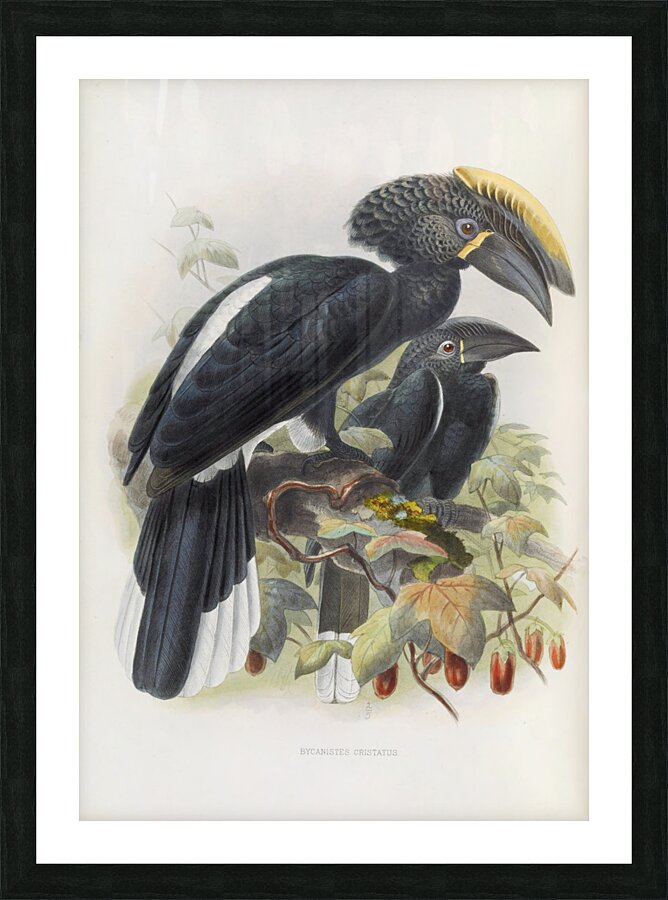 Bycanistes cristatus 1882 Picture Frame print