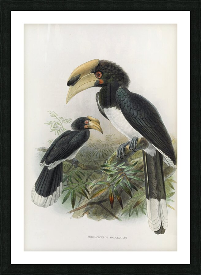 Anthracoceros malabaricus 1882 Picture Frame print