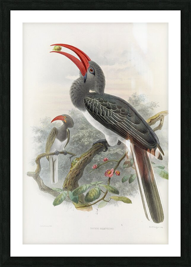 Tockus hemprichii 1882 Picture Frame print