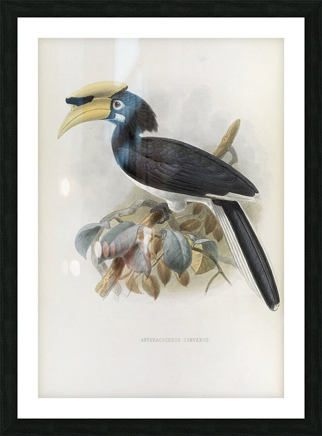 Anthracoceros convexus 1882 Picture Frame print