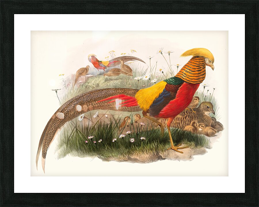 Thaumalea picta. 1872 Picture Frame print