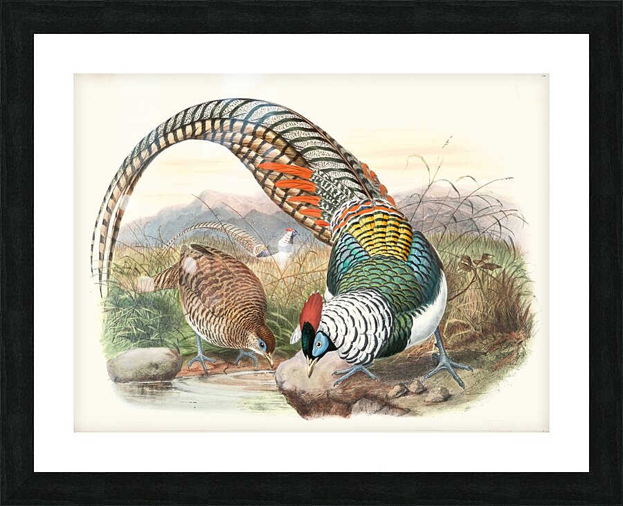 Thaumalea Amherstiæ. 1872 Picture Frame print