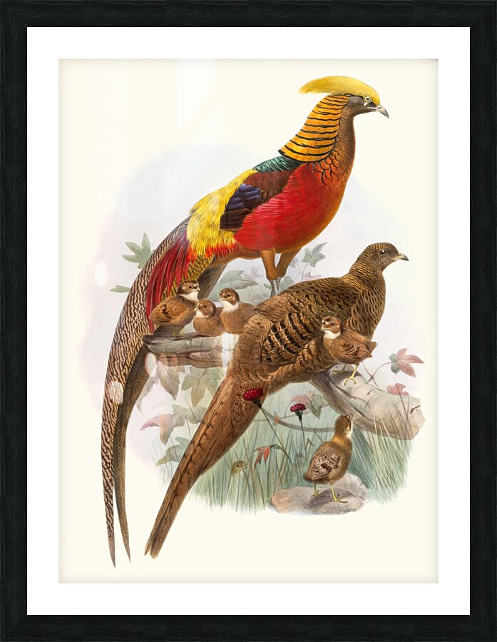 Thaumalea obscura. 1872 Picture Frame print