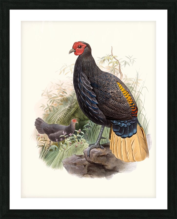 Euplocamus Pyronotus 1872 Picture Frame print