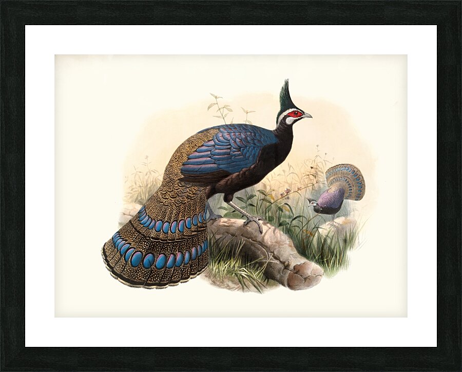 Polyplectron emphanum. 1872 Picture Frame print