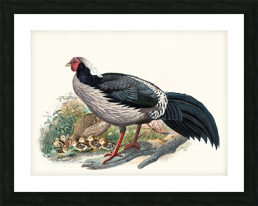 Euplocomus albo-cristatus. 1872 Picture Frame print
