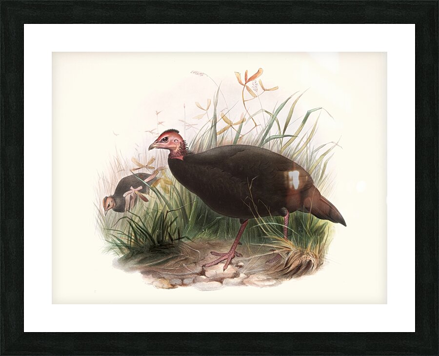 Phasidus Niger 1872 Picture Frame print