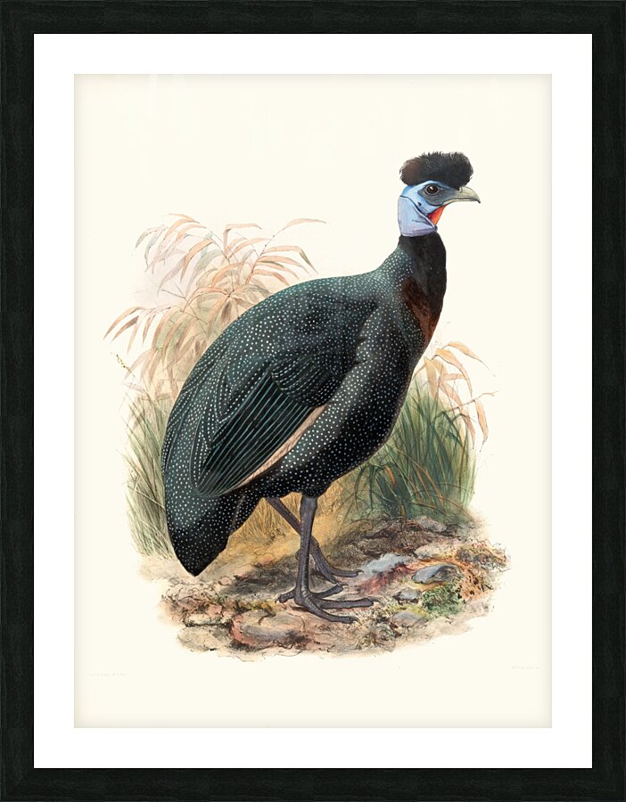 Numida Verreauxii. 1872 Picture Frame print