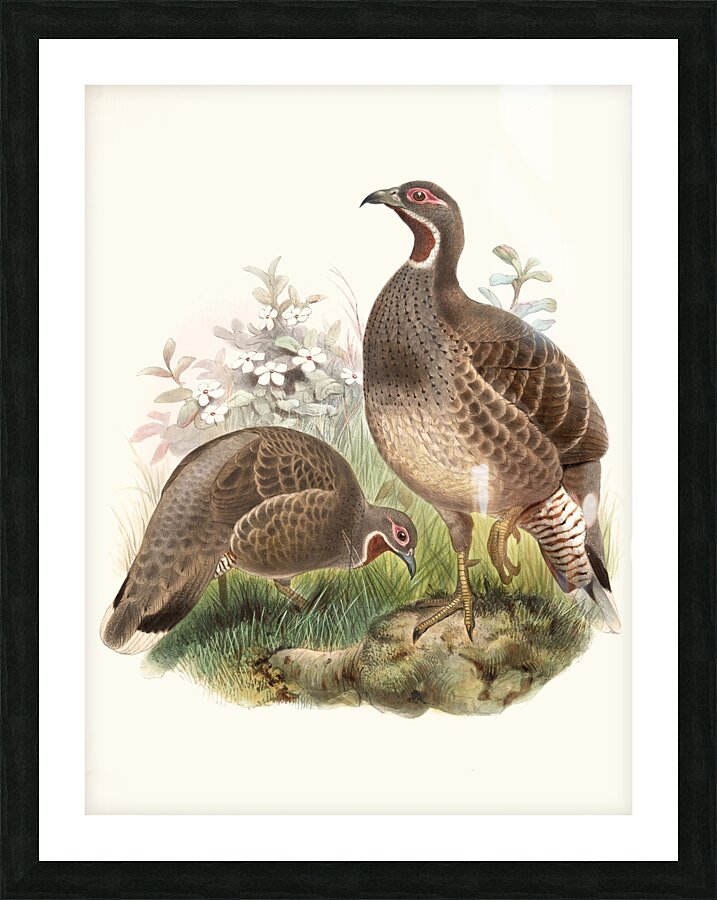 Tetraophasis obscurus. 1872 Picture Frame print