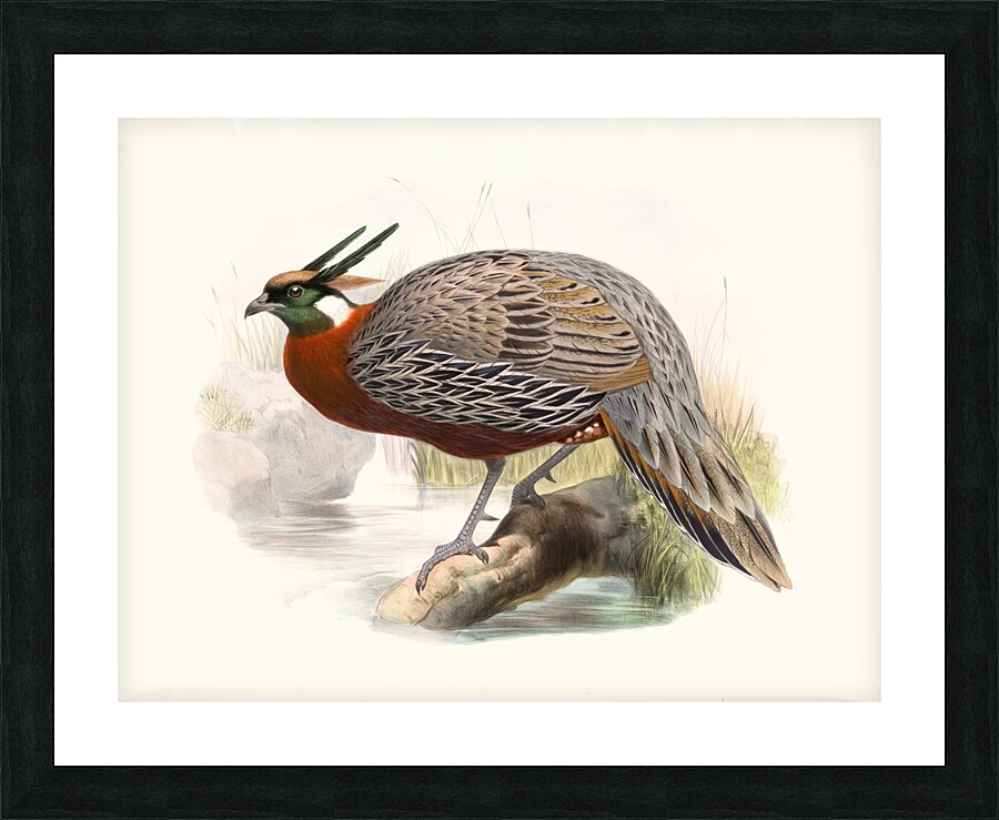 Purcasia Duvauceli. 1872 Picture Frame print