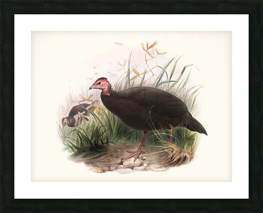 Phasidus Niger 1872 Picture Frame print