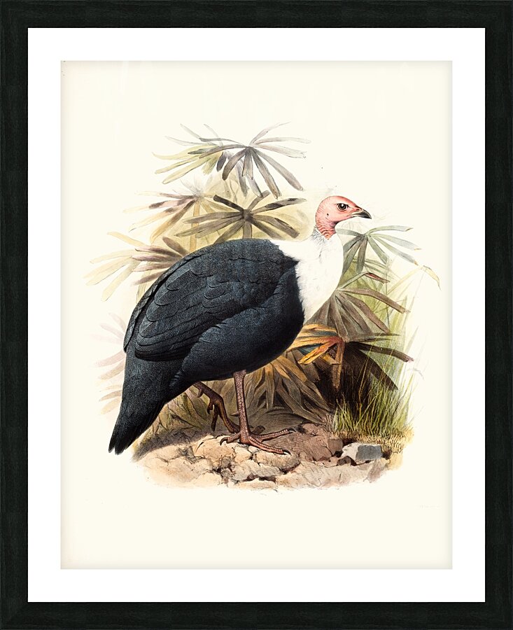 Agelastes meleagrides. 1872 Picture Frame print