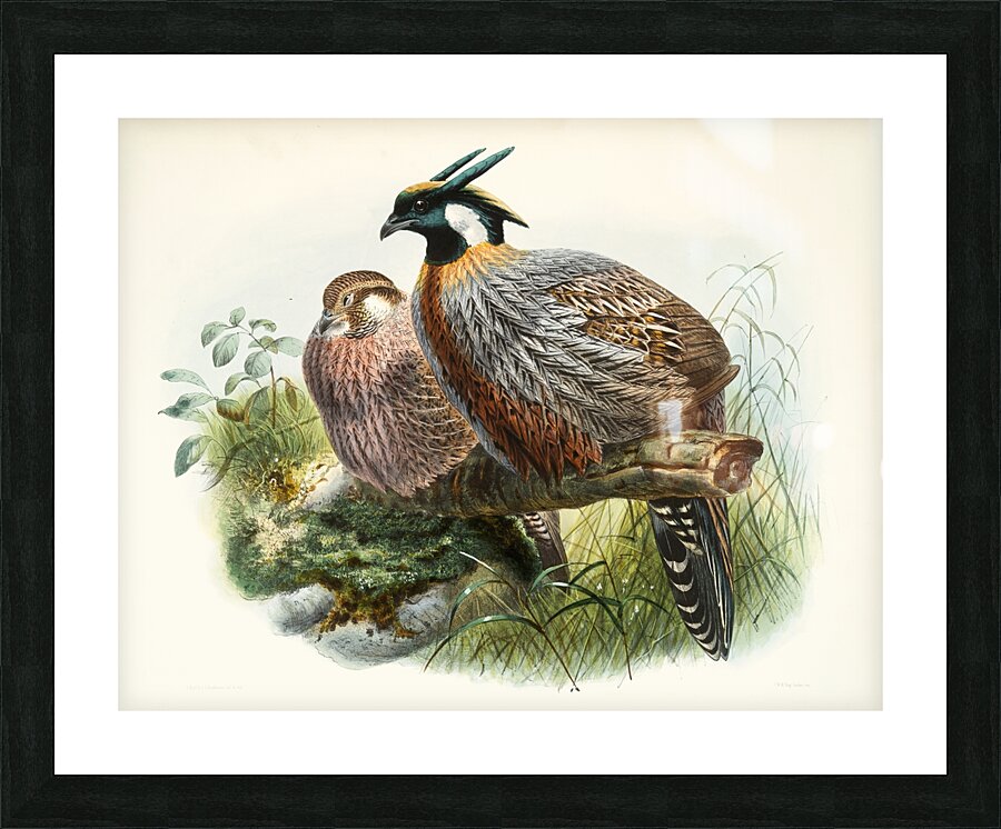 Purcasia xanthospila. 1872 Picture Frame print