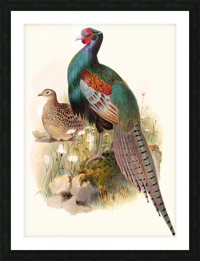 Phasianus versicolor. 1872 Picture Frame print