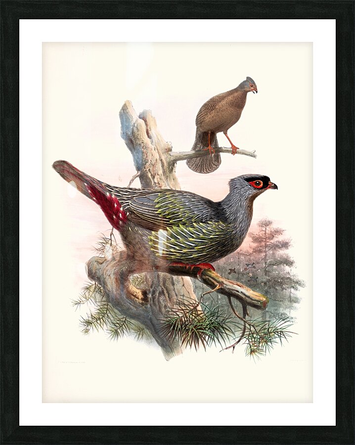 Ithaginis Geoffroyi. 1872 Picture Frame print