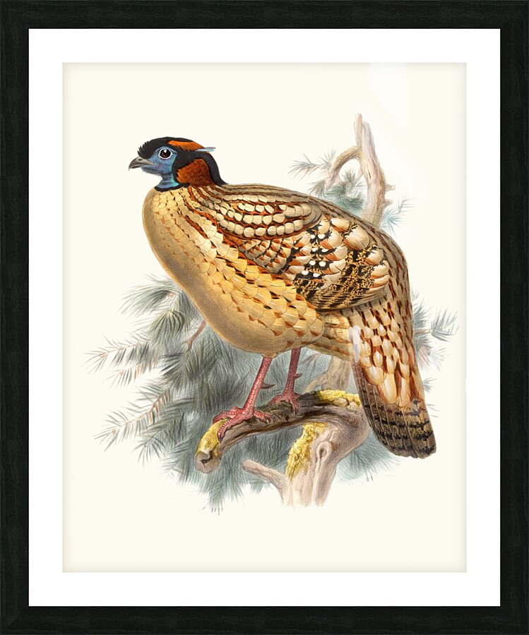 Ceriornis Caboti. 1872 Picture Frame print