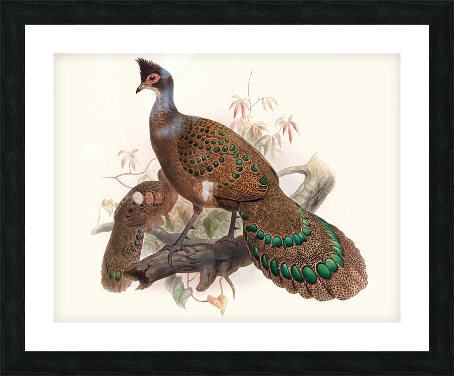 Polyplectron bicalcaratum. 1872 Picture Frame print