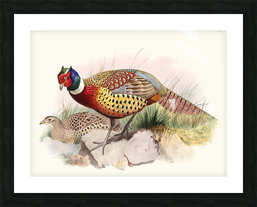 Phasianus torquatus. 1872 Picture Frame print