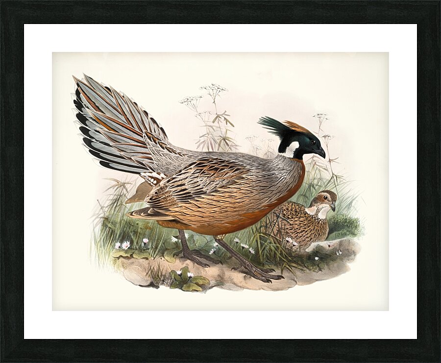 Purcasia Darwini. 1872 Picture Frame print