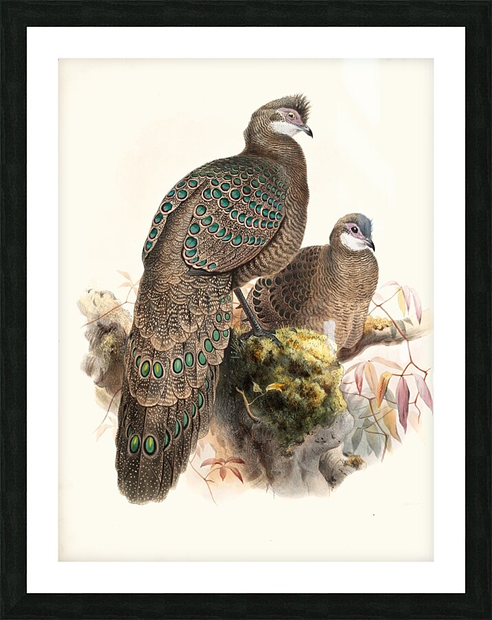 Polyplectron thibetanum. 1872 Picture Frame print