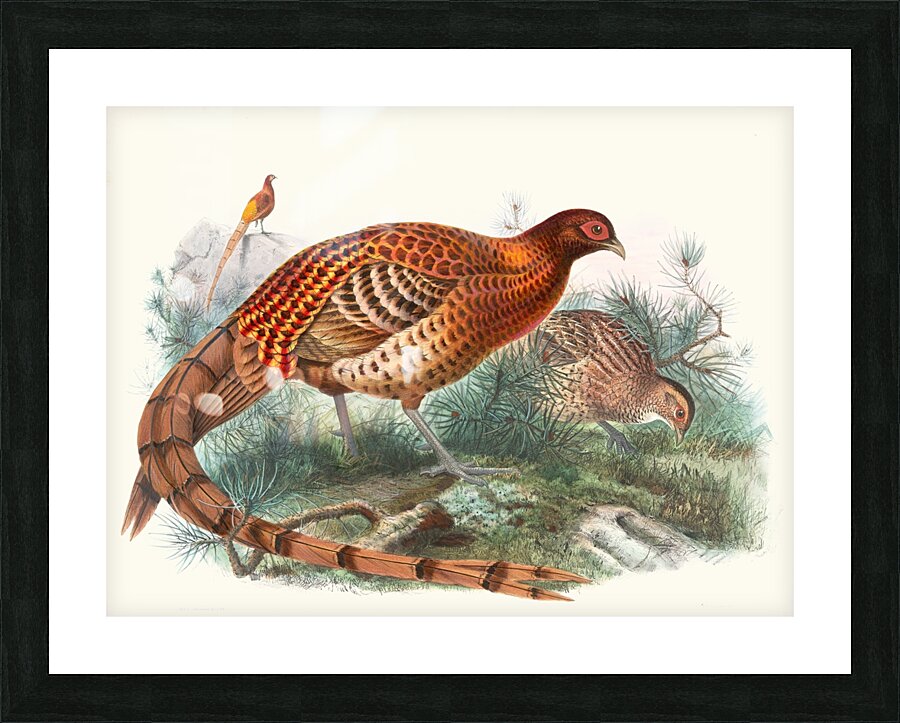 Phasianus Soemmerringii. 1872 Picture Frame print