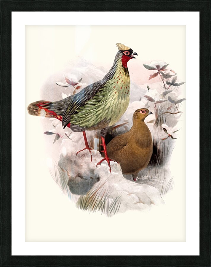 Ithalginis cruentus. 1872 Picture Frame print