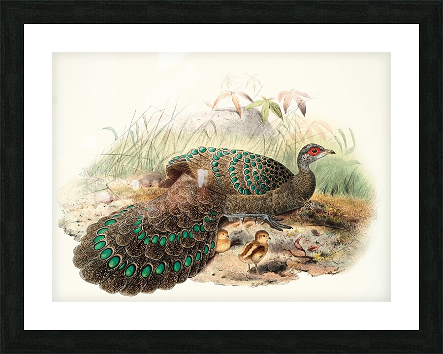 Polyplectron Germaini. 1872 Picture Frame print
