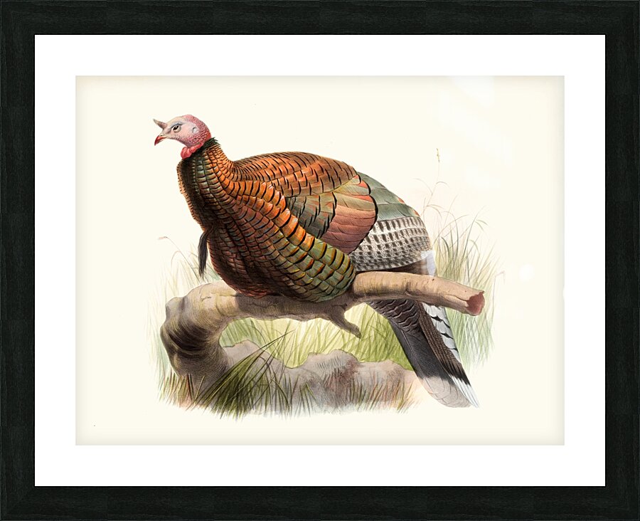 Meleagris Mexicana 1872 Picture Frame print