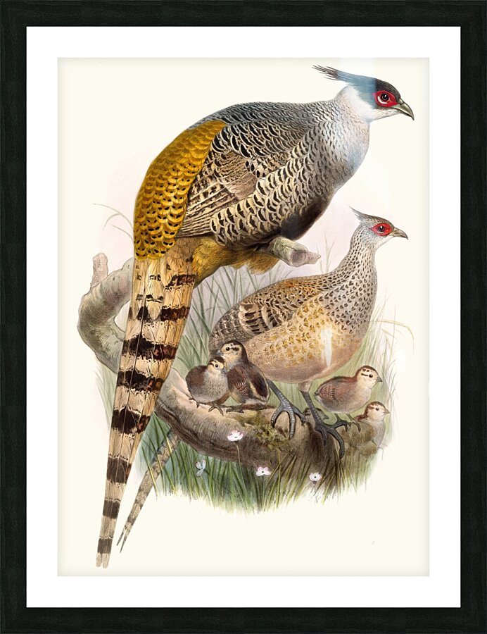 Phasianus Wallichii. 1872 Picture Frame print