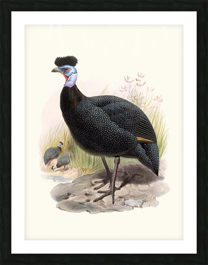 Numida cristata. 1872 Picture Frame print