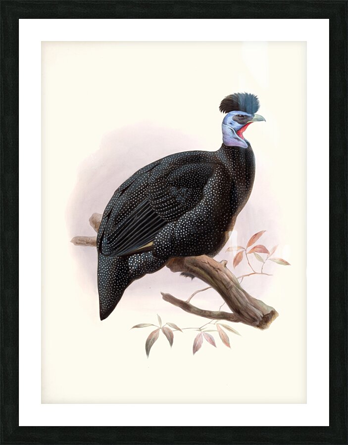 Numida Pucherani. 1872 Picture Frame print