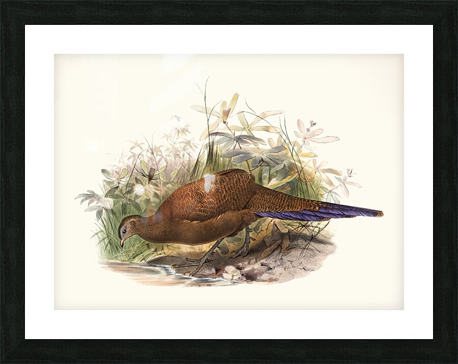 Polyplectron chalcurum. 1872 Picture Frame print