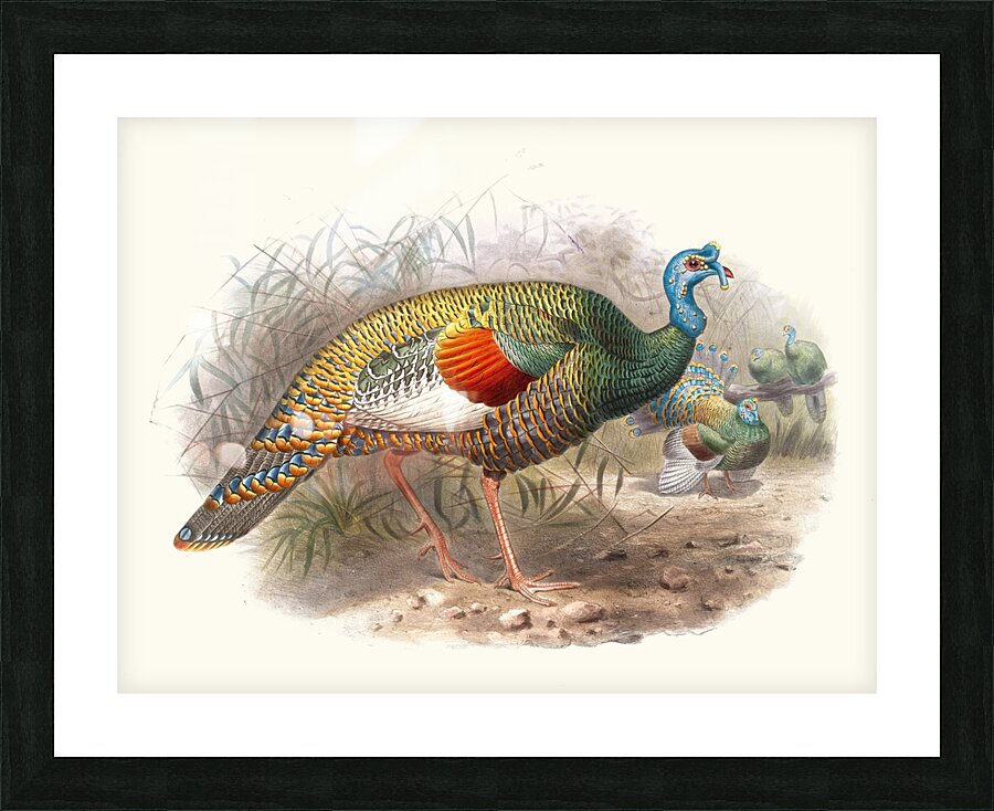 Melaeacris Ocellata 1872 Picture Frame print