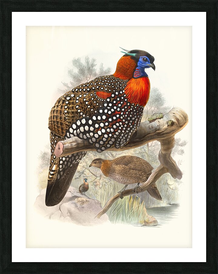 Ceriornis melanocephala. 1872 Picture Frame print