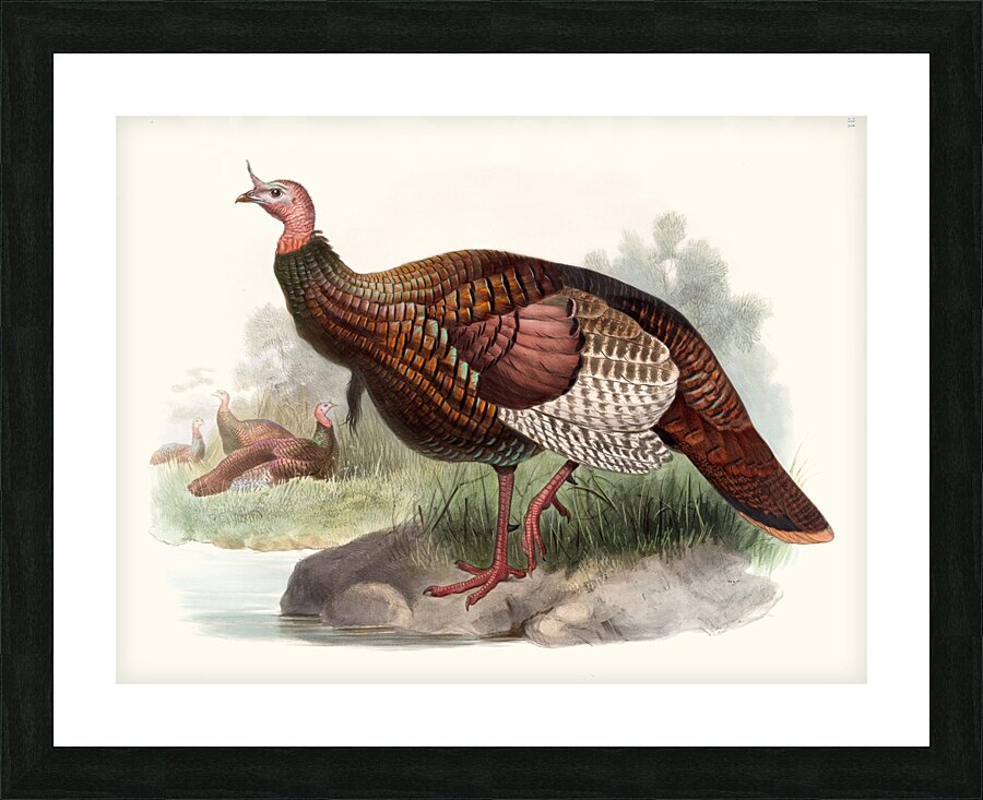 Meleagris gallopavo. 1872 Picture Frame print