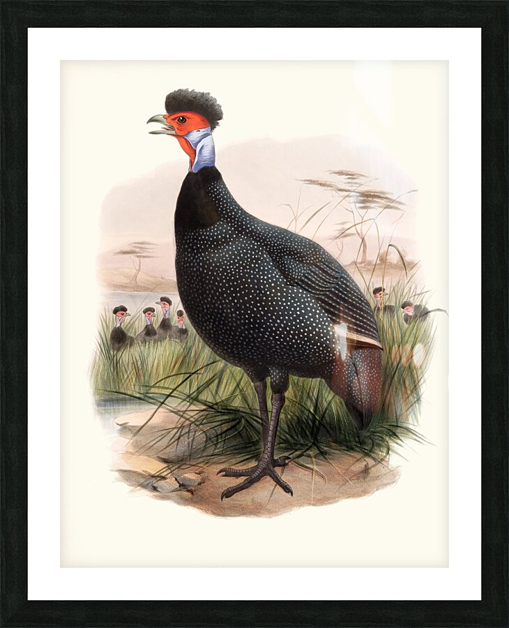 Numida Granti. 1872 Picture Frame print