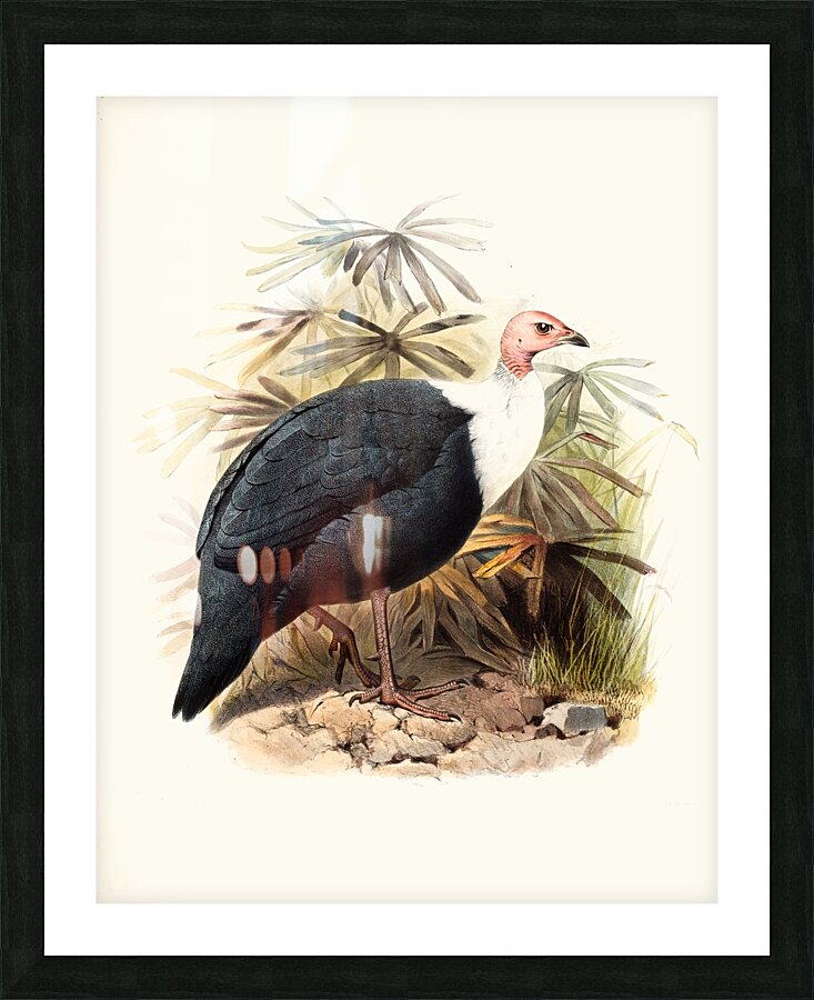 Agelastes meleagrides. 1872 Picture Frame print