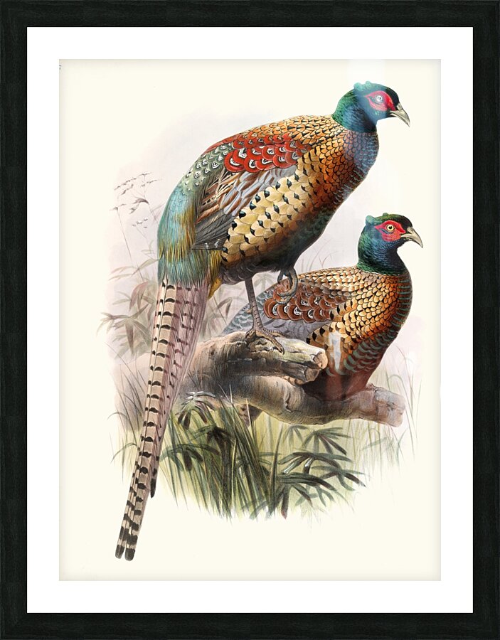 Phasianus Deccollatus 1872 Picture Frame print