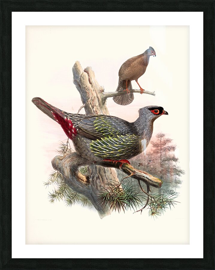 Ithaginis Geoffroyi. 1872 Picture Frame print