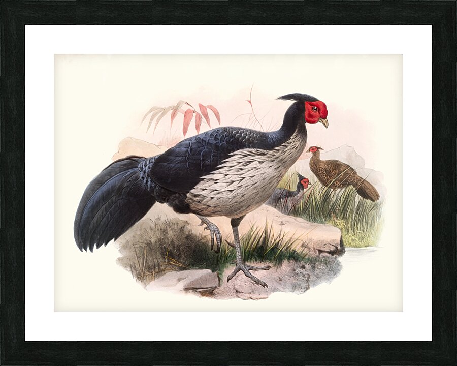 Euplocamus melanotis. 1872 Picture Frame print