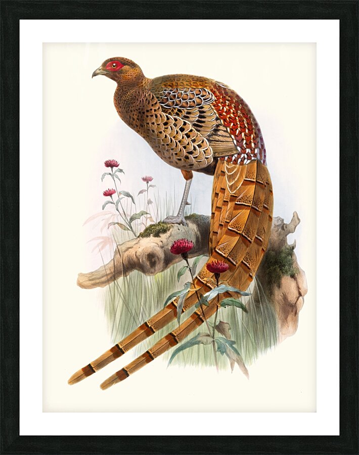 Phasianus Soemmerringi var scintillans. 1872 Picture Frame print