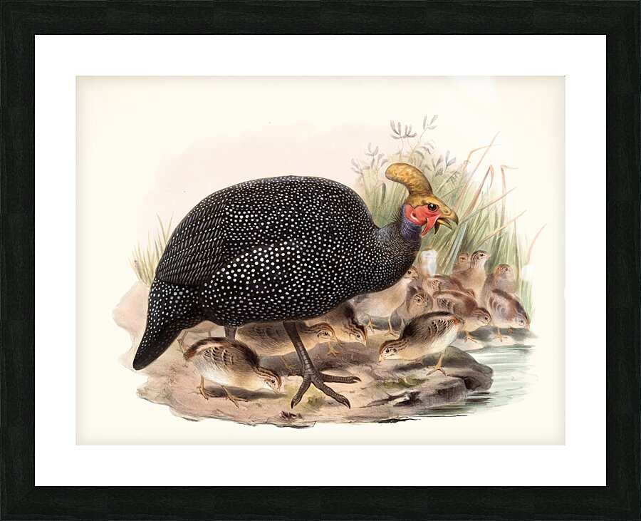 Numida coronata. 1872 Picture Frame print