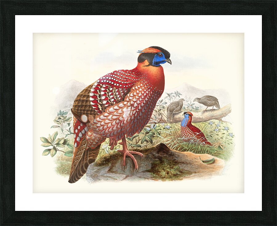 Ceriornis melanocephala. 1872 Picture Frame print