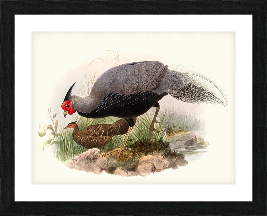 Euplocamus lineatus. 1872 Impression et Cadre photo