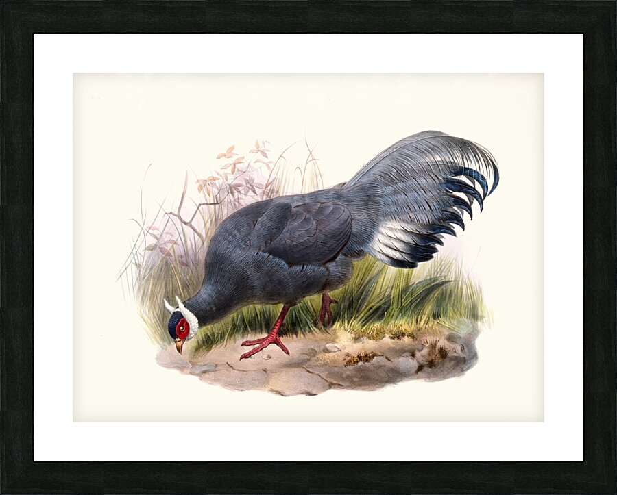 Crossoptilon auritum. 1872 Picture Frame print