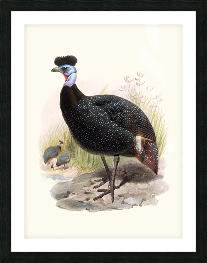 Numida cristata. 1872 Picture Frame print