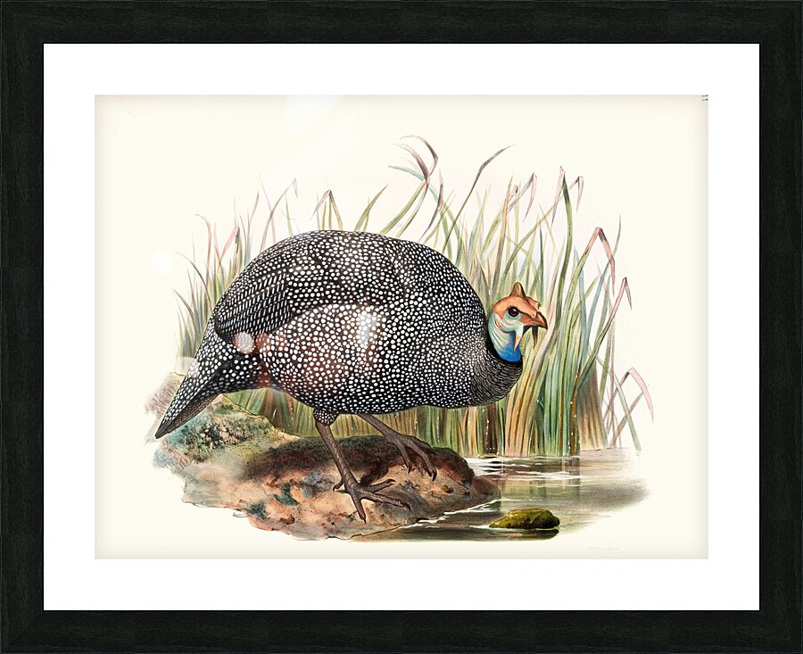 Numida mitrata. 1872 Impression et Cadre photo