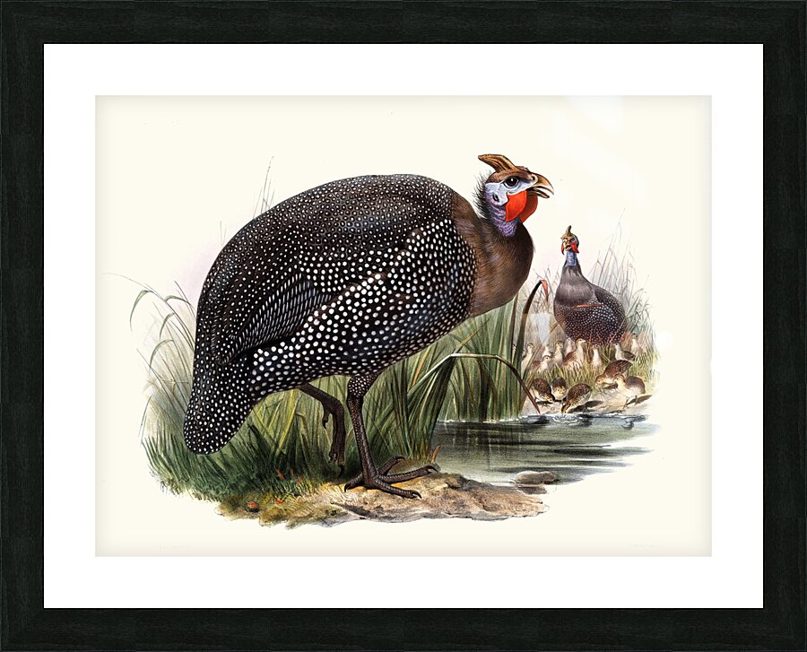 Numida meleagris. 1872 Picture Frame print