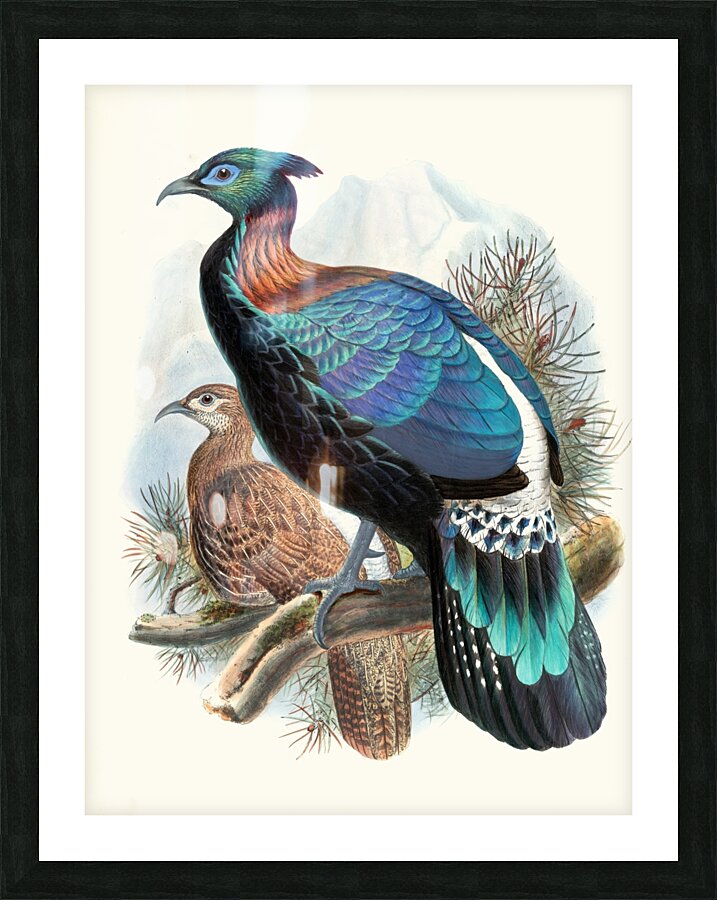 Lophophorus Lhuysii. 1872 Picture Frame print
