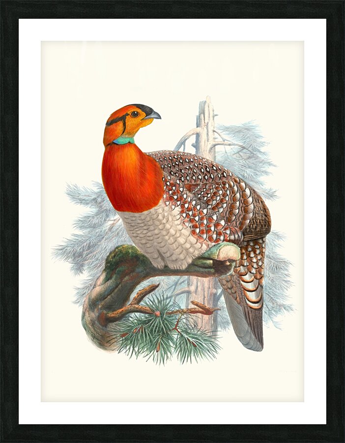 Ceriornis Blythii. 1872 Picture Frame print